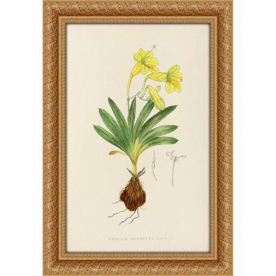 Freesia Refracta (1921)