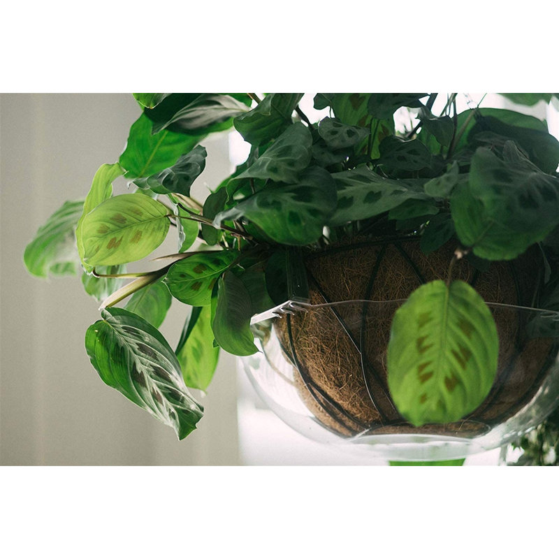 Lesandro Hanging Basket Drip Pan