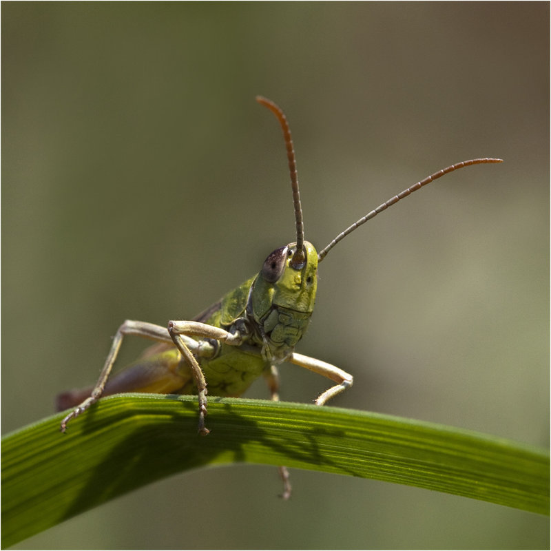 Shiliphopper - Photographie sur toile tendue, H 12 po x l 12 po