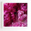 « glamour rose pivoines », reproduction de photo-22037667-22037673