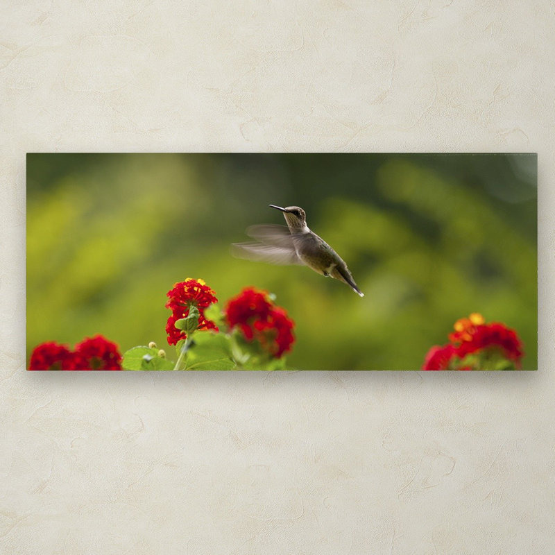 «Happy Little Hummingbird» par Kurt Shaffer, reproduction de photo sur toile, H 10 po x l 24 po x P 2 po