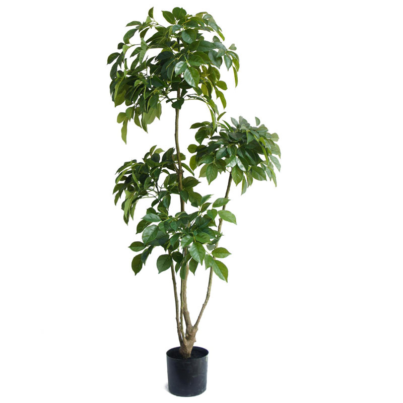Angalee Faux Palm Tree in Pot Liner, 150cm H x 70cm W x 70cm D