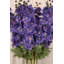 Delphinium - 35,5 pouces boîte de 12-86136434