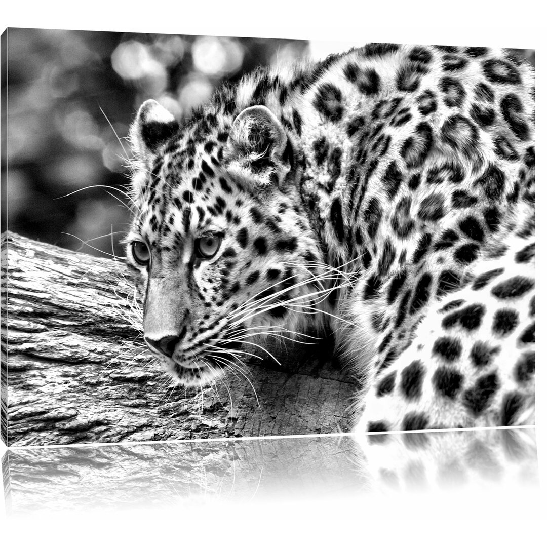 Leinwandbild Aufmerksamer Leopard auf Baumstamm in Monochrom