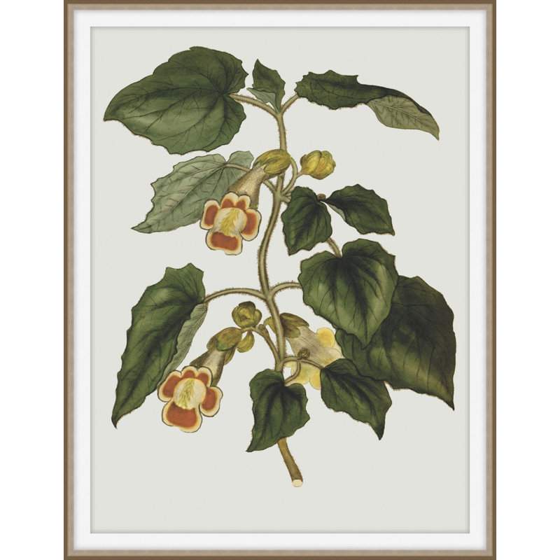 Inviting Bounties 5 Framed Print, 24" H x 19" W x 2" D