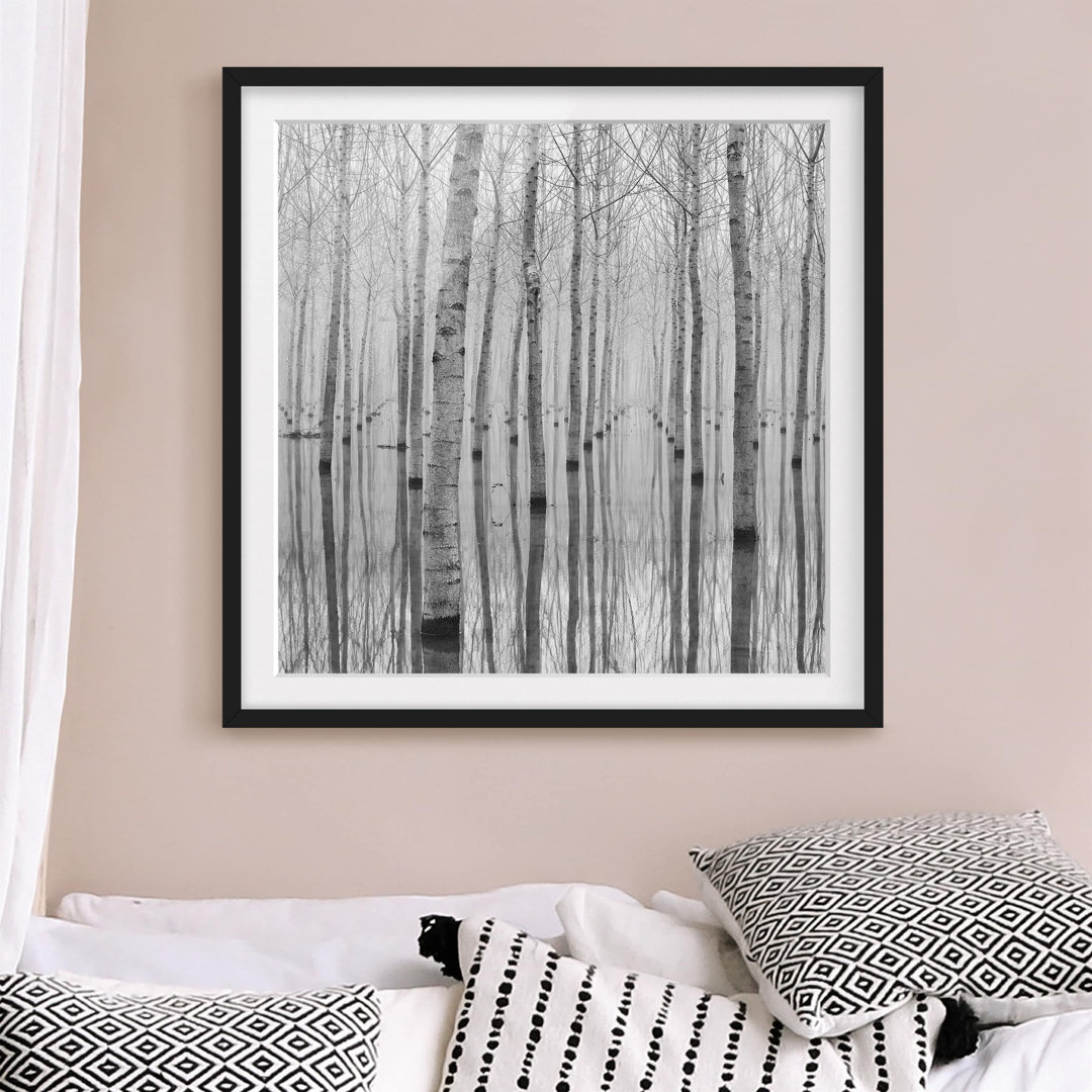 Gerahmtes Poster Birch Trees in November