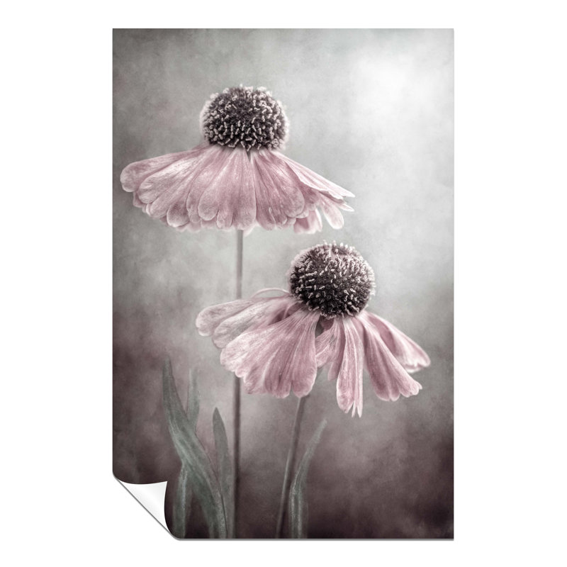 Pastel Pink Helenium Flower Painterly - No Frame Print, 46cm H x 31cm W