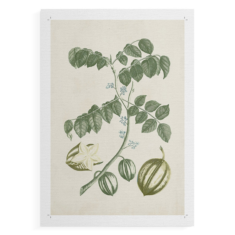 Buchoz Tropicals II - Impression sur toile seulement - NON CADRE, H 12 po x l 8 po