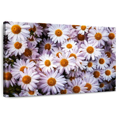 Harnek Shasta Daisies