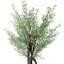 Green Myrtle Tree in White Pot