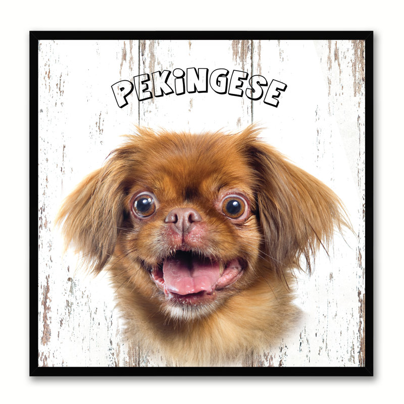 «Pekingese Dog», reproduction sur toile, 30 x 30