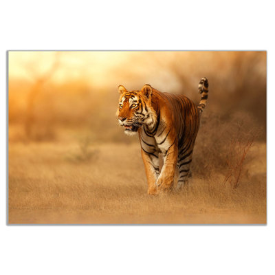 Bengal Tiger - Wrapped Canvas Print