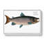 Male Salmon Fish by M.E. Bloch - Wrapped Canvas Print-55308250