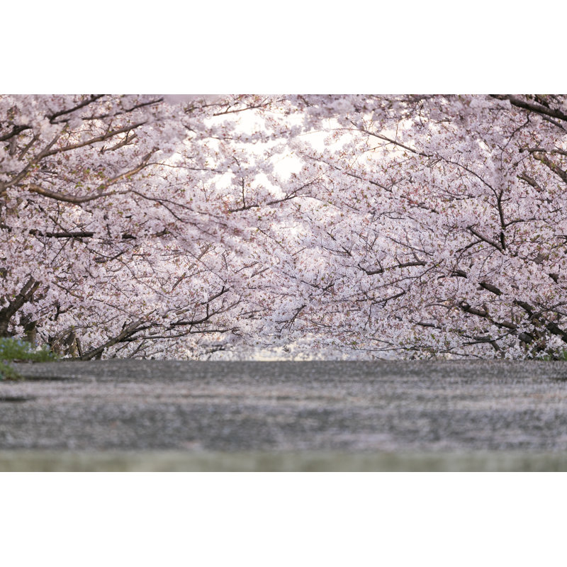 Cherry Blossoms by Masaaki Ohashi - Wrapped Canvas Print, 30cm H x 46cm W