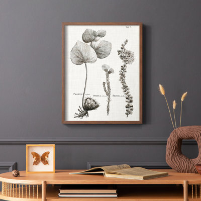 Protea II Framed Print - Solid Wood