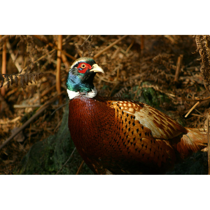 Male Pheasant Bird by Mikeuk - No Frame Art Prints on Canvas, 51cm H x 76cm W