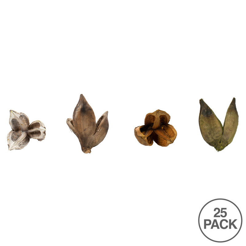 Ensemble de 25 plantes à feuillage préservé