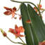 Orchidée dansante dans un vase en verre