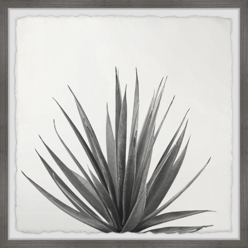 Agave Crown - Single Picture Frame Painting, 51 cm H x 51 cm W