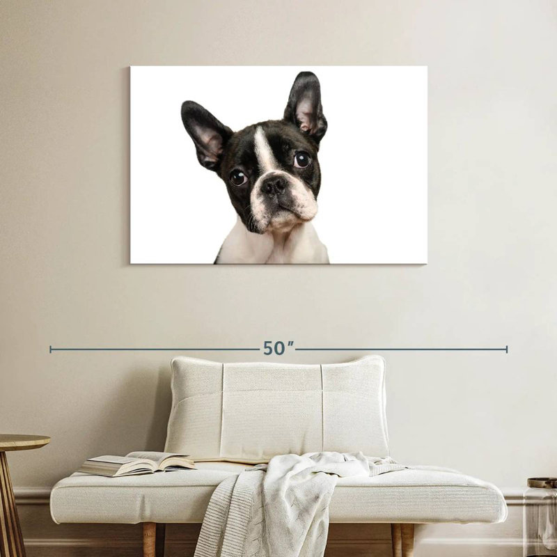 Brampt Little Boston Terrier, H 26 po x l 39 po