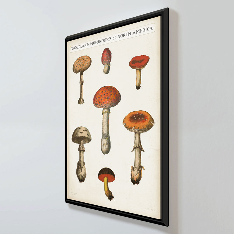 "Mushroom Chart III Light" by Wild Apple Portfolio Print on Canvas in a Floater Frame, 33.5" H x 21.5" W, Black