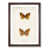 Walnut Framed