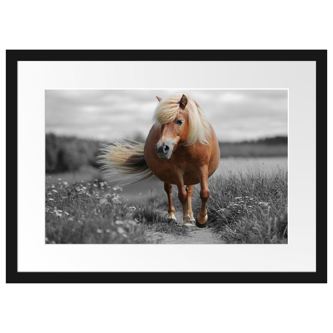 Gerahmtes Poster Shetlandpony auf der Wiese