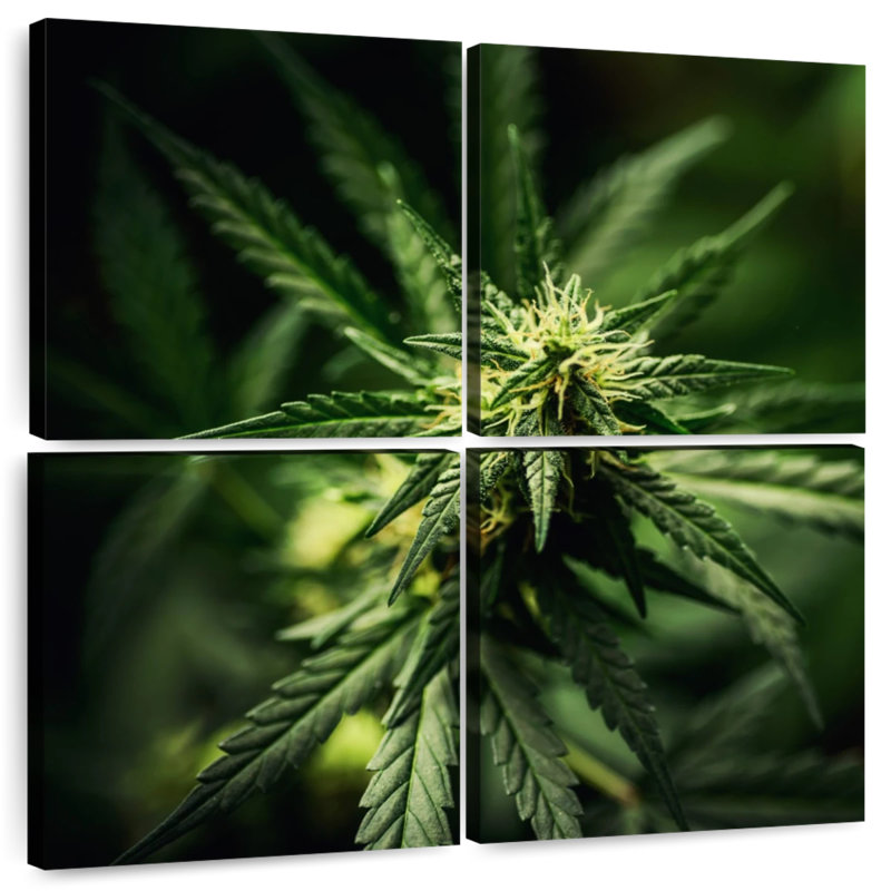 Marijuana fraîchement fleurie