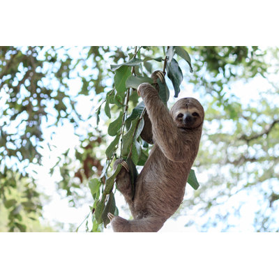" Sloth Climbing Tree In Nature Reserve In Brazil " by Klebercordeiro