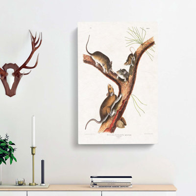 Florida Rats by J.W. Audubon - Wrapped Canvas