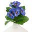 Tige de marguerite