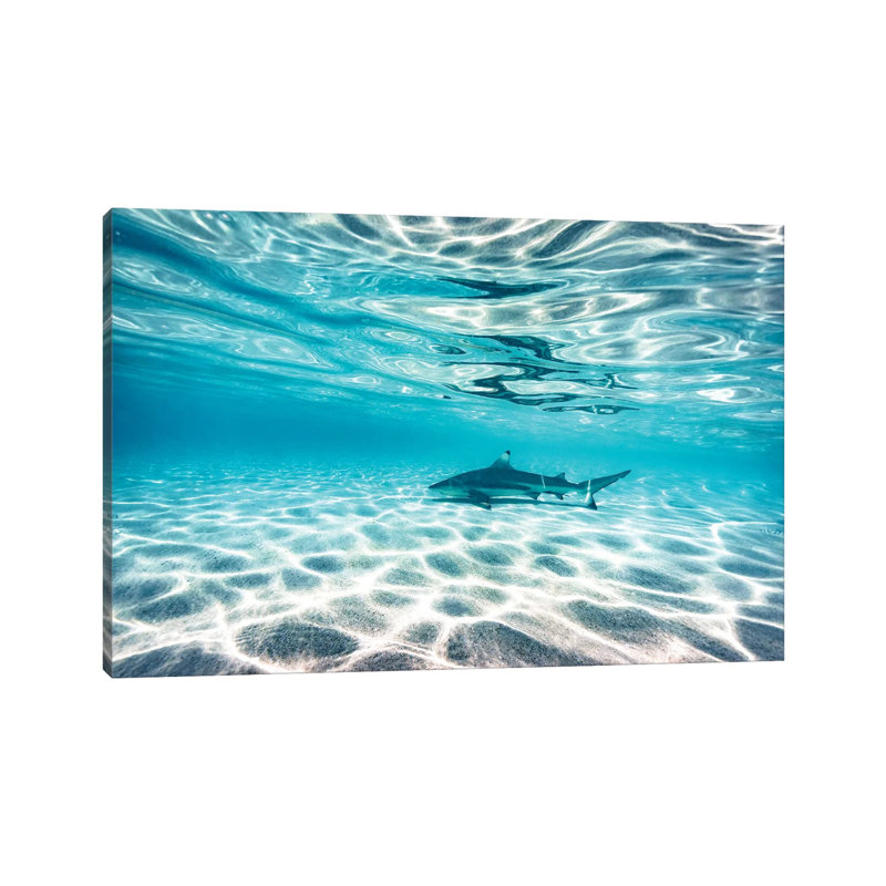 " Underwater Reef Shark Shallow Water " by James Vodicka, 8" H x 12" W x 0.75" D