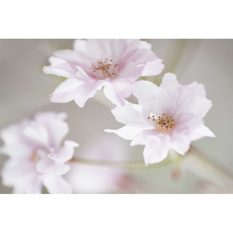 Étude de fleurs de cerisier III, H 8 po x l 12 po