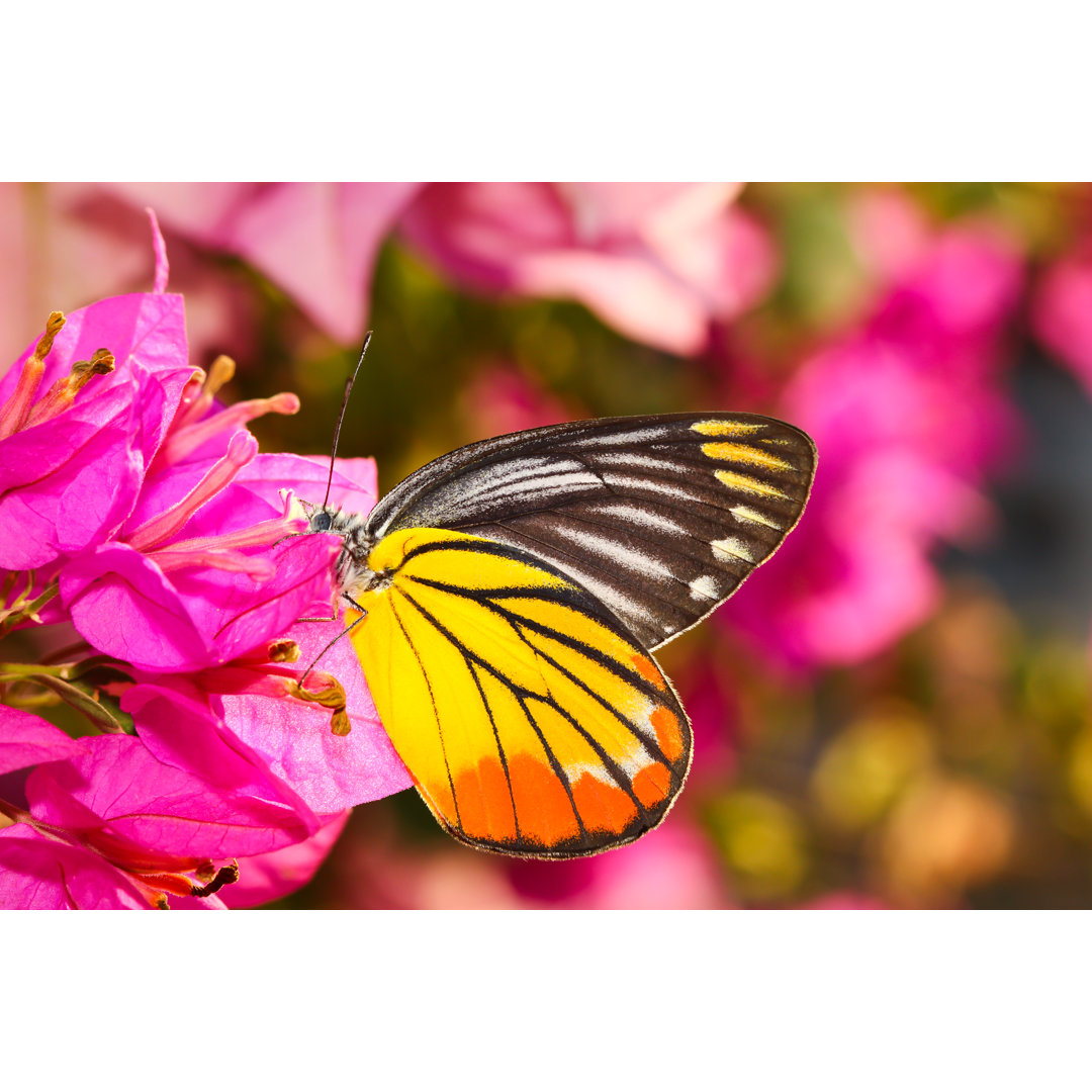 Schmetterling ruht auf Blume von NapatPolchoke - Foto auf Leinwand