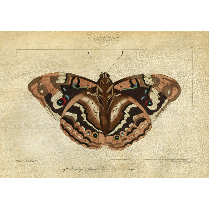 Crackled Canvas Moth IV Print