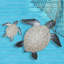 Décoration murale tortue de mer-897982235-898032863