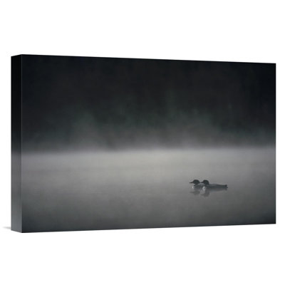 " Common Loon Pair On Misty Lake In The Spring, Wyoming "