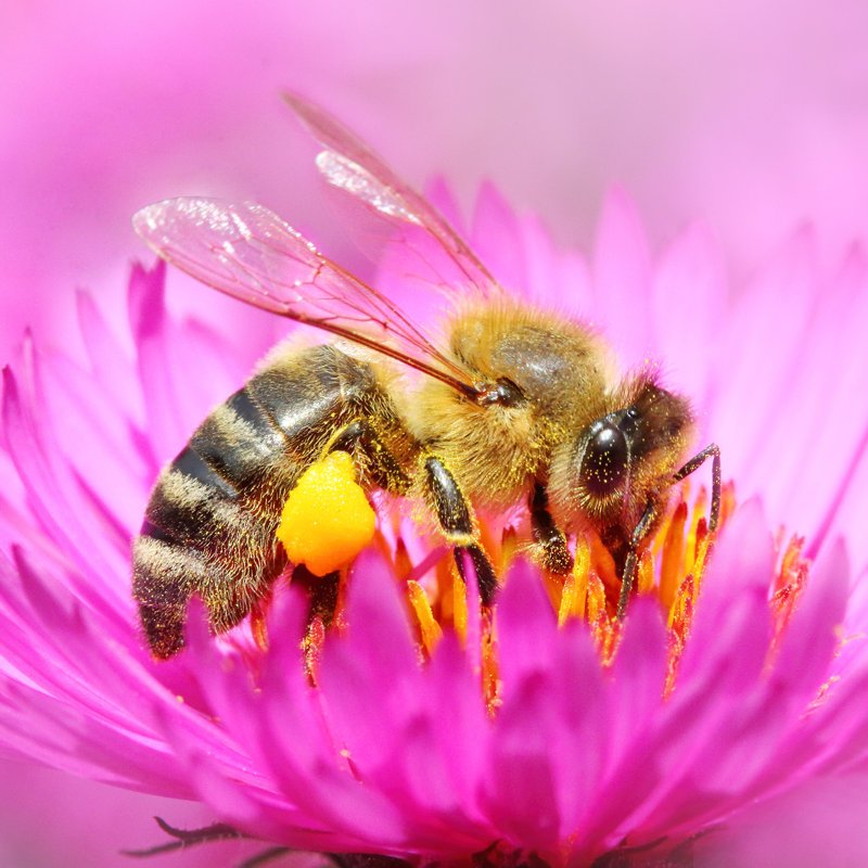 Abeille européenne Wylam par Abadonian, H 30 po x l 30 po