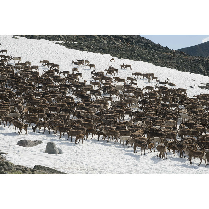 «Herd of Reindeers» par Gooddenka - photographie sur toile tendue, L 12 po x H 8 po