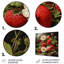 Renaissance, peinture d'un fruit aux fraises II - fruits, art mural en métal-1437338098