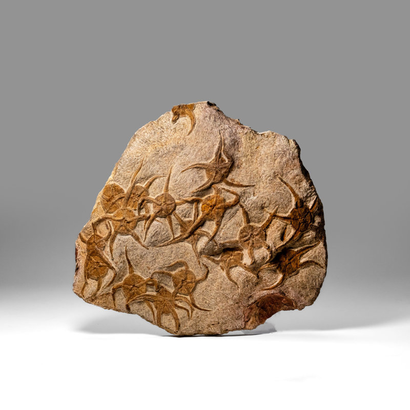 Genuine Ophiuroidea Brittle Star Fossil (8 Lbs)