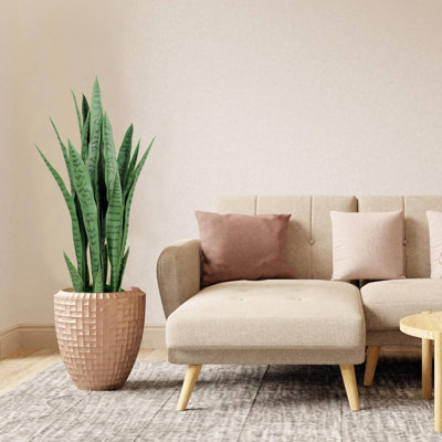 35 plantes