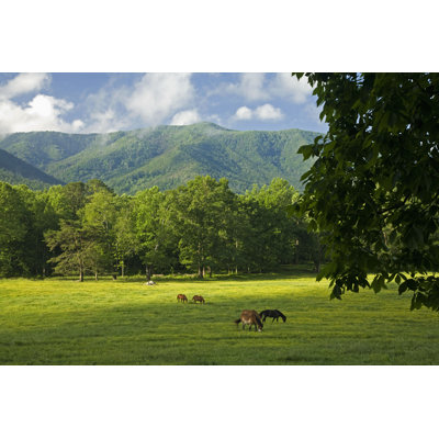 " Horses, Cades Cove "