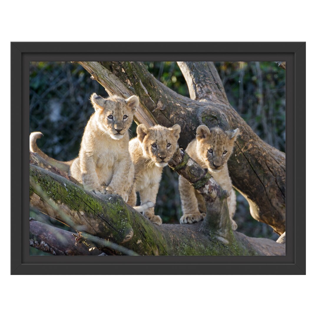 Gerahmtes Wandbild süße Löwenjunge auf Baum