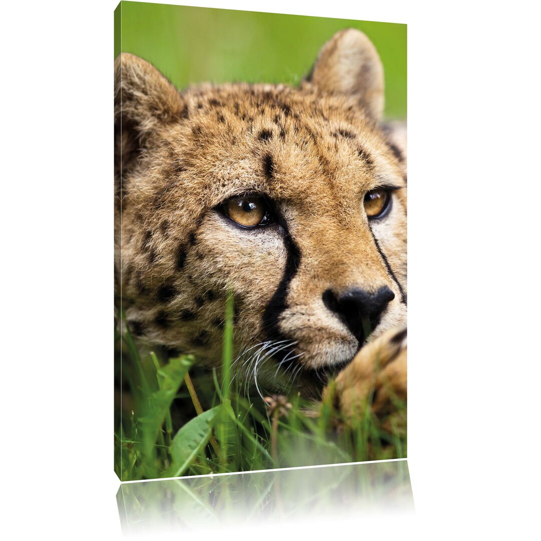 Leinwandbild Gepard im Gras