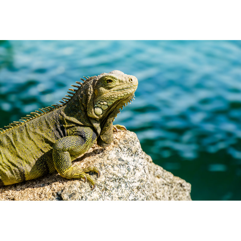 Iguana by Bri Bar - No Frame Print on Canvas, 81cm H x 122cm W