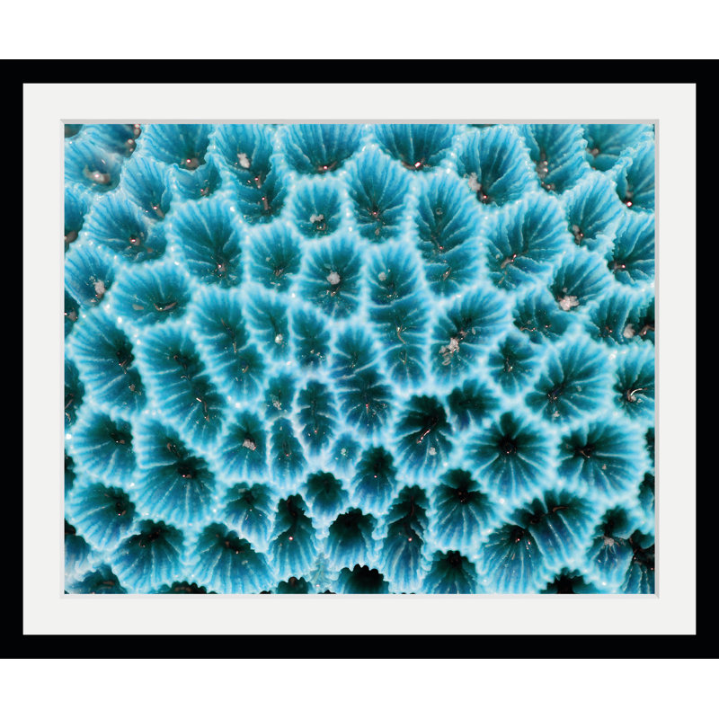 Seaweed - Single Picture Frame Print