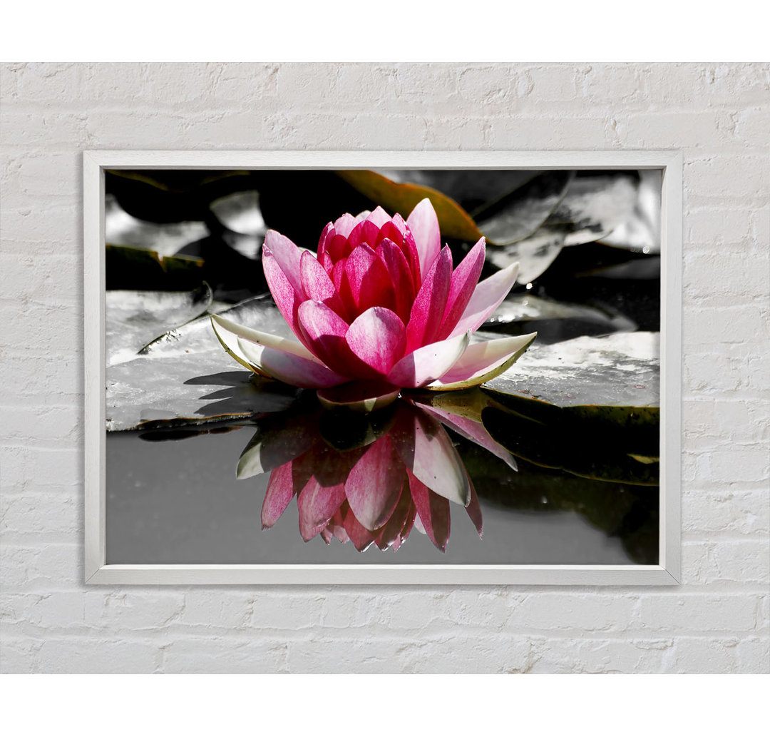 Pink Water Lily Reflections B N W - Einzelbildrahmen Kunstdrucke auf Leinwand