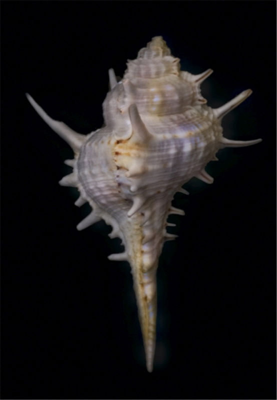 Shell Study II Print by Harold Davis, Glass Coat