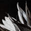 «Sunflower Profile», reproduction d'impression sur toile tendue-1827485640